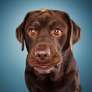 Illustration de l'article : 20 photos capturant les expressions de chiens attrapant des friandises en plein vol
