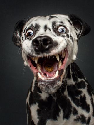 Illustration de l'article : 20 photos capturant les expressions de chiens attrapant des friandises en plein vol