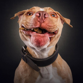 Illustration de l'article : 20 photos capturant les expressions de chiens attrapant des friandises en plein vol