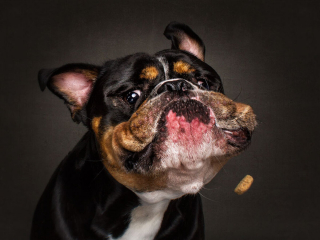 Illustration de l'article : 20 photos capturant les expressions de chiens attrapant des friandises en plein vol