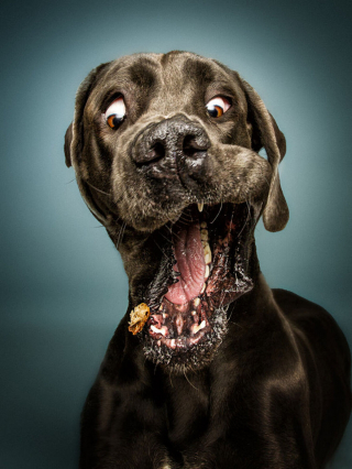 Illustration de l'article : 20 photos capturant les expressions de chiens attrapant des friandises en plein vol