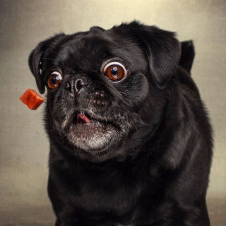 Illustration de l'article : 20 photos capturant les expressions de chiens attrapant des friandises en plein vol