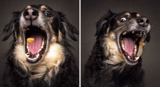Illustration de l'article : 20 photos capturant les expressions de chiens attrapant des friandises en plein vol