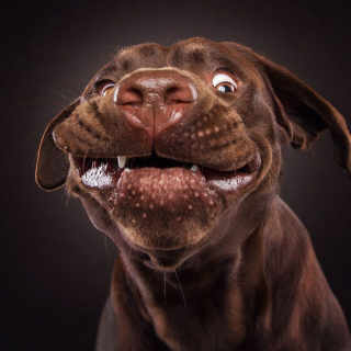 Illustration de l'article : 20 photos capturant les expressions de chiens attrapant des friandises en plein vol