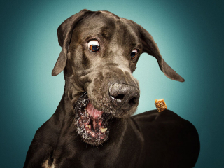 Illustration de l'article : 20 photos capturant les expressions de chiens attrapant des friandises en plein vol