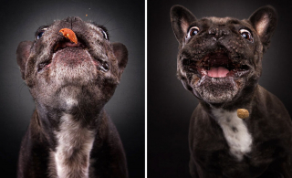 Illustration de l'article : 20 photos capturant les expressions de chiens attrapant des friandises en plein vol