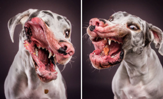 Illustration de l'article : 20 photos capturant les expressions de chiens attrapant des friandises en plein vol