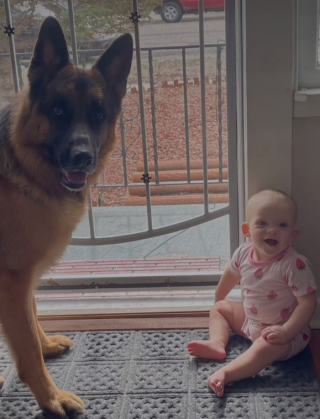 Illustration de l'article : Découvrez la complicité touchante de ce Berger Allemand avec un bébé, dans un moment plein de tendresse (vidéo)
