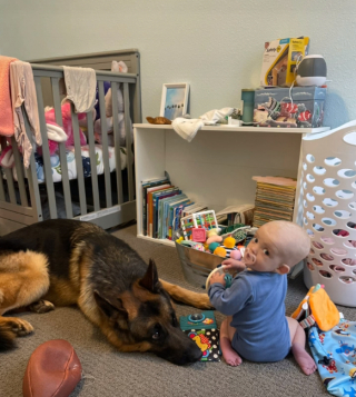 Illustration de l'article : Découvrez la complicité touchante de ce Berger Allemand avec un bébé, dans un moment plein de tendresse (vidéo)