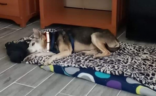 Illustration de l'article : Après 10 ans de disparition et 6 semaines d’errances, Mimi la petite chienne séniore retrouve enfin sa famille