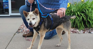 Illustration de l'article : Après 10 ans de disparition et 6 semaines d’errances, Mimi la petite chienne séniore retrouve enfin sa famille