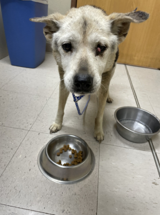 Illustration de l'article : Après 10 ans de disparition et 6 semaines d’errances, Mimi la petite chienne séniore retrouve enfin sa famille