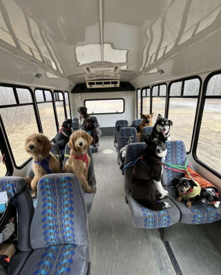 Illustration de l'article : Un couple passionné révolutionne la promenade canine avec un bus aménagé
