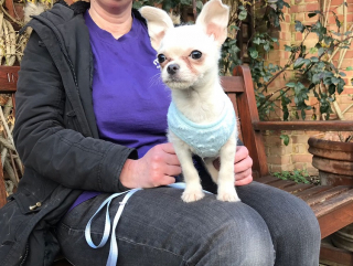 Illustration de l'article : Un promeneur croise un Chihuahua déshydraté et effrayé dans un parc et va changer sa vie
