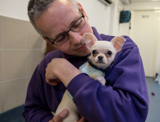 Illustration de l'article : Un promeneur croise un Chihuahua déshydraté et effrayé dans un parc et va changer sa vie