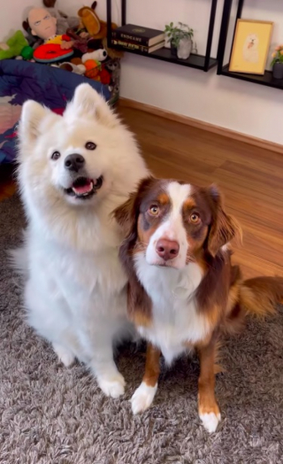 Illustration de l'article : Cette jeune Samoyède espère être enfin heureuse après avoir connu 4 familles en moins de 7 mois