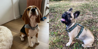 Illustration de l'article : French Bandit s'associe à la Palm Dog by Dogamí pour célébrer et récompenser les chiens du cinéma