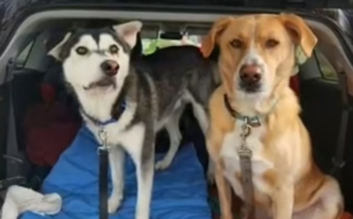 Illustration de l'article : Découvrez l'histoire d'Harvey, le Husky au sourire unique, dont la famille a parcouru plus de 2 000 kilomètres pour venir l'adopter (vidéo)