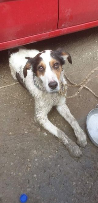 Illustration de l'article : Un acte héroïque : des employés de parc brisent une vitre pour sauver un chien haletant