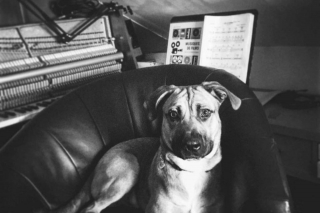 Illustration de l'article : Les cicatrices sur son ventre rappellent à ce chien les souffrances de son terrible passé