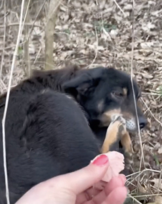 Illustration de l'article : Pendant une semaine, un chiot attend fidèlement le retour de ses maîtres qui l'ont abandonné (vidéo)