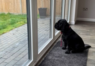 Illustration de l'article : Après deux adoptions ratées et un an et demi dans un refuge, ce jeune Cocker trouve enfin l'espoir d'être aimé (vidéo)