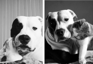 Illustration de l'article : 16 photos racontant la merveilleuse passion d'une American Staffordshire Terrier pour les chatons