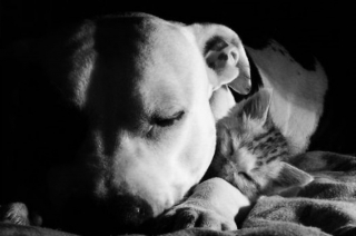 Illustration de l'article : 16 photos racontant la merveilleuse passion d'une American Staffordshire Terrier pour les chatons
