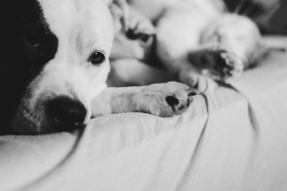 Illustration de l'article : 16 photos racontant la merveilleuse passion d'une American Staffordshire Terrier pour les chatons