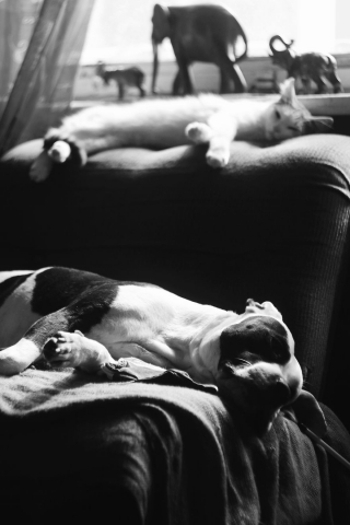 Illustration de l'article : 16 photos racontant la merveilleuse passion d'une American Staffordshire Terrier pour les chatons