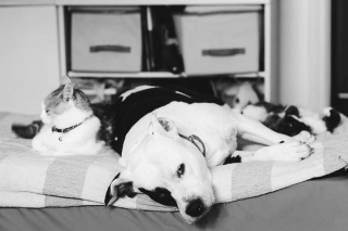 Illustration de l'article : 16 photos racontant la merveilleuse passion d'une American Staffordshire Terrier pour les chatons