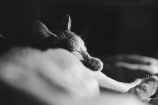 Illustration de l'article : 16 photos racontant la merveilleuse passion d'une American Staffordshire Terrier pour les chatons