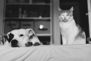 Illustration de l'article : 16 photos racontant la merveilleuse passion d'une American Staffordshire Terrier pour les chatons