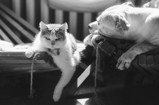 Illustration de l'article : 16 photos racontant la merveilleuse passion d'une American Staffordshire Terrier pour les chatons