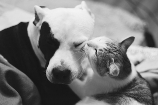 Illustration de l'article : 16 photos racontant la merveilleuse passion d'une American Staffordshire Terrier pour les chatons