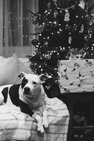 Illustration de l'article : 16 photos racontant la merveilleuse passion d'une American Staffordshire Terrier pour les chatons