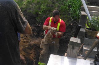 Illustration de l'article : Un chien curieux et courageux passe une nuit difficile, piégé dans une cavité souterraine