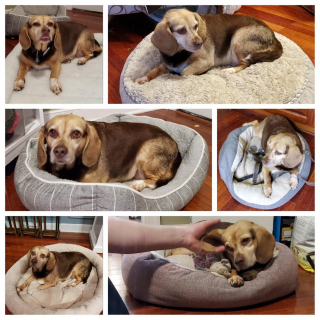 Illustration de l'article : Le récit poignant d'une chienne âgée séparée de sa famille et accompagnée d'un émouvant portrait