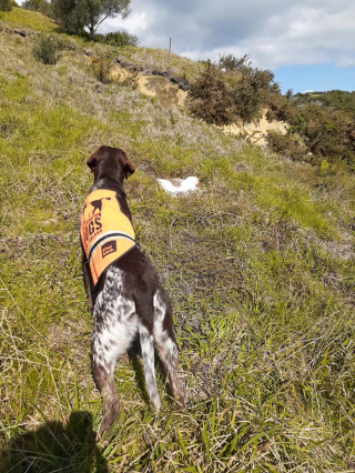 Illustration de l'article : Rencontrez Miro, le chien qui sauvegarde les nids de pingouins avant les constructions (vidéo)