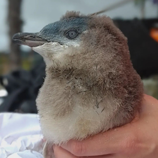 Illustration de l'article : Rencontrez Miro, le chien qui sauvegarde les nids de pingouins avant les constructions (vidéo)