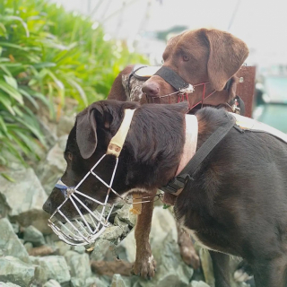 Illustration de l'article : Rencontrez Miro, le chien qui sauvegarde les nids de pingouins avant les constructions (vidéo)