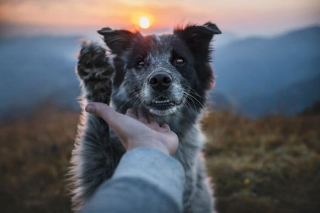 Illustration de l'article : 20 photos d'un duo de chiens découvrant la beauté du monde grâce à leur maîtresse photographe