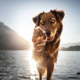 Illustration de l'article : 20 photos d'un duo de chiens découvrant la beauté du monde grâce à leur maîtresse photographe