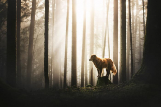 Illustration de l'article : 20 photos d'un duo de chiens découvrant la beauté du monde grâce à leur maîtresse photographe