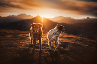Illustration de l'article : 20 photos d'un duo de chiens découvrant la beauté du monde grâce à leur maîtresse photographe