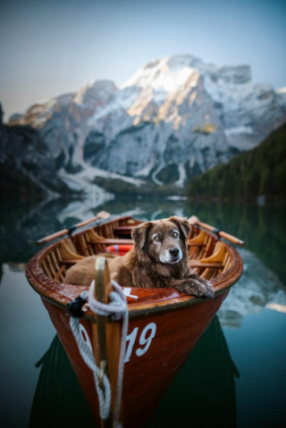 Illustration de l'article : 20 photos d'un duo de chiens découvrant la beauté du monde grâce à leur maîtresse photographe