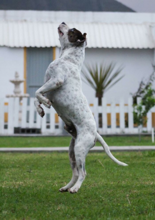 Illustration de l'article : De la détresse à l'amour : le sauvetage émouvant d'un chien négligé et abandonné au bord d'une rivière