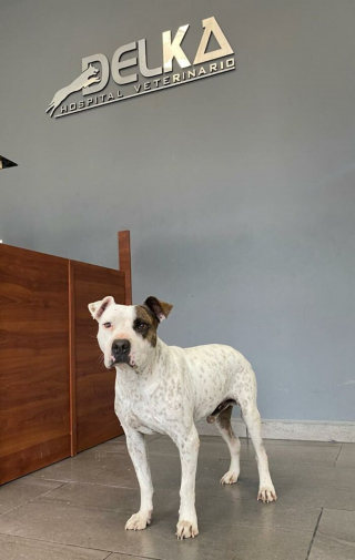 Illustration de l'article : De la détresse à l'amour : le sauvetage émouvant d'un chien négligé et abandonné au bord d'une rivière