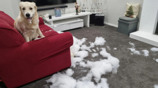 Illustration de l'article : Buddy, le Golden Retriever incontrôlable, se transforme grâce à Boss, le nouveau chiot de la famille (vidéo) 