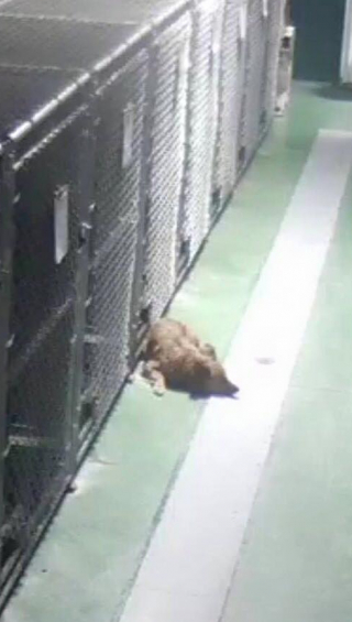 Illustration de l'article : Découvrez Maggie, le Berger Australien au grand cœur qui a apaisé les pleurs de 2 jeunes chiots durant leur nuit au chenil